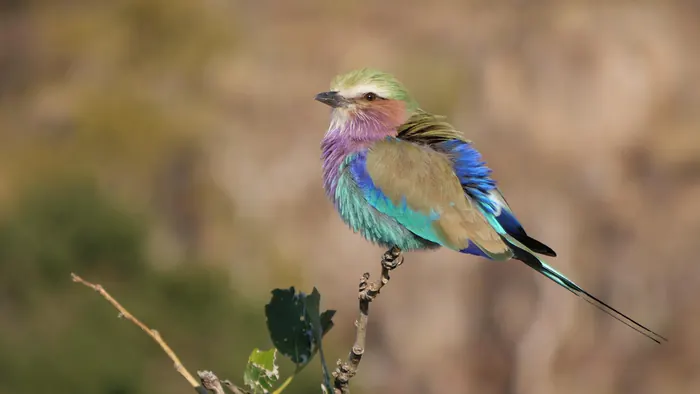 Lilac-breasted roller perched on a branch