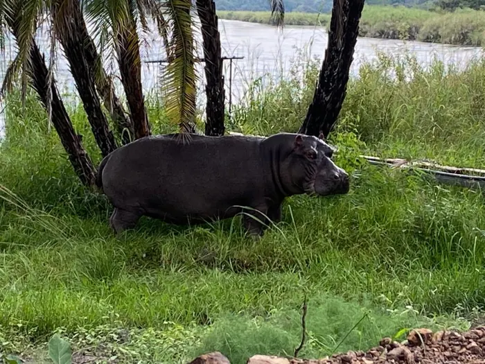 A hippo grazing on the riverbank
